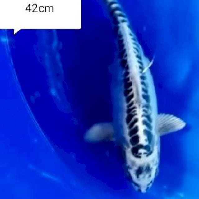 MITSUO RING RAPI 42CM#BETINA GENDONG TELUR