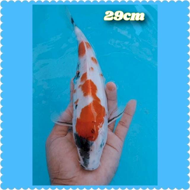 Showa F2 29cm