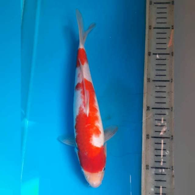 Kohaku, 30cm female