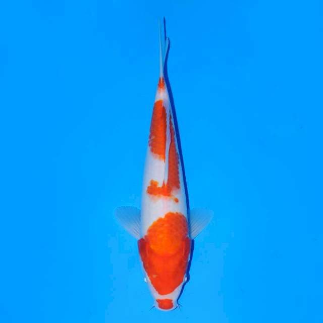 Kohaku kucibeni