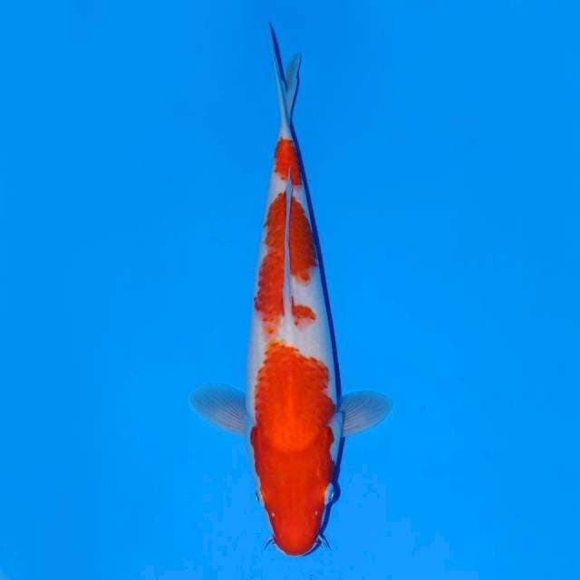 Kohaku f1