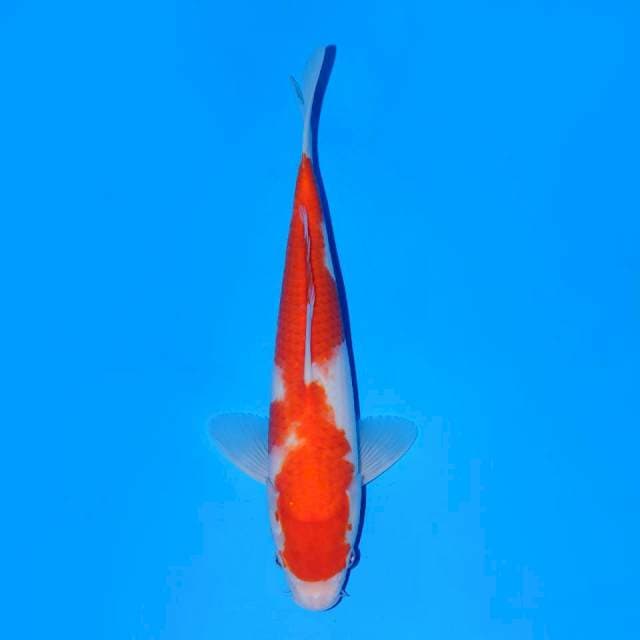 Kohaku beni tebal