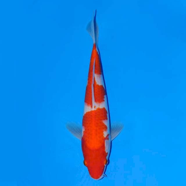 Kohaku f1
