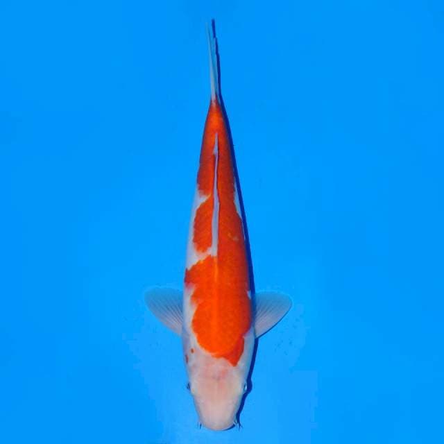 Kohaku