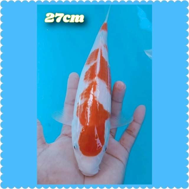 Kohaku 27cm