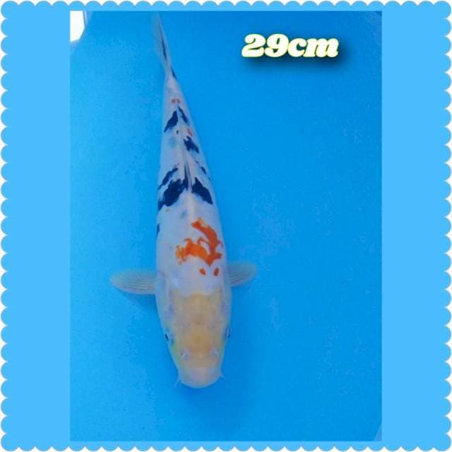 Sanke 29cm