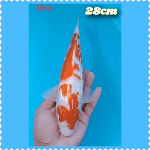 Kohaku 28cm