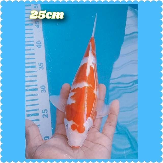 Kohaku 25cm