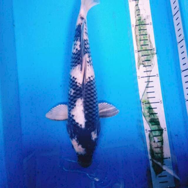 SHIRO 34cm