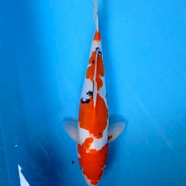 Sanke Doitsu 31cm