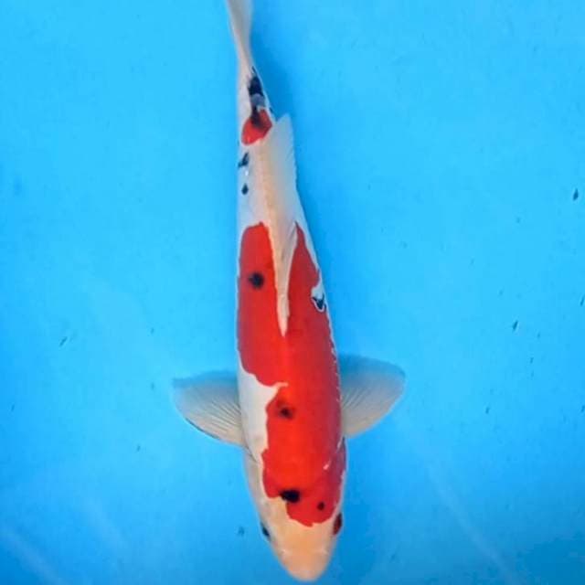 Sanke Doitsu 32cm