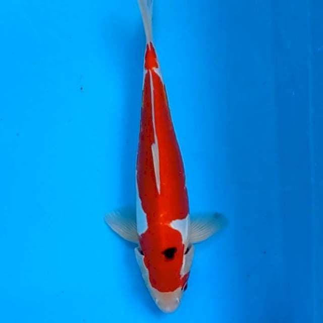 Sanke strong 31cm