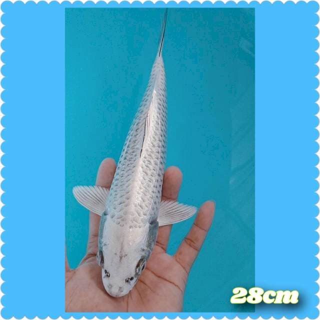 MUKASI 28CM