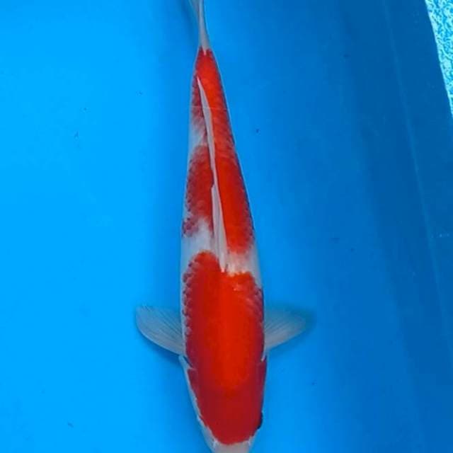 Nindan Kohaku strong 36cm