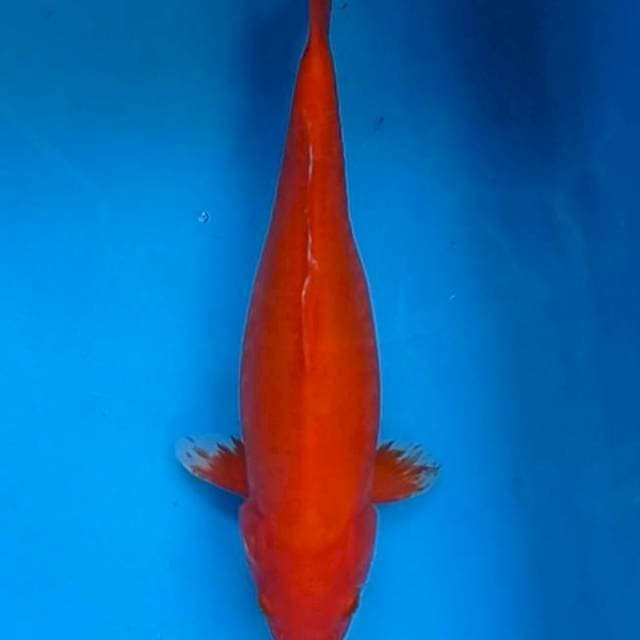 Aka hajiro 33 cm