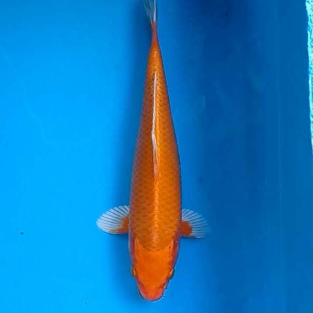 Yamabuki Ogon bersih 28 cm