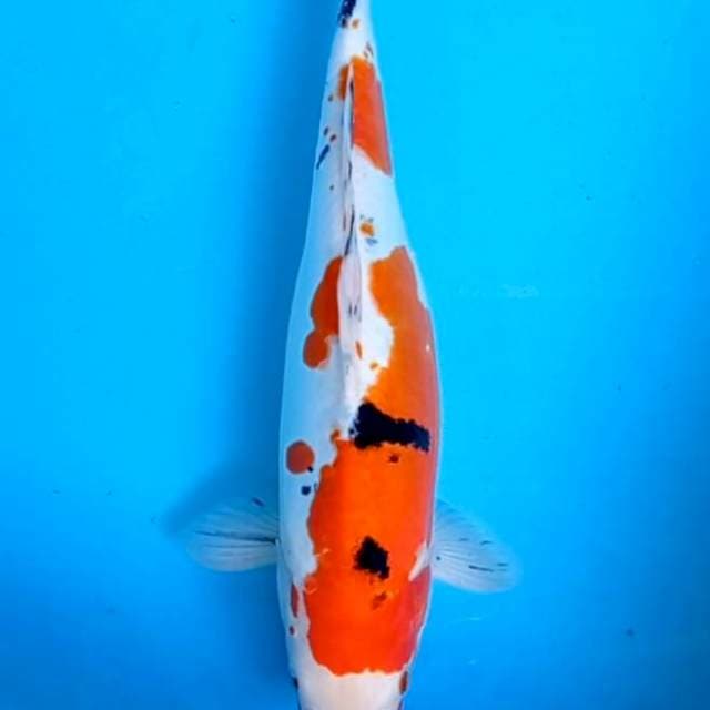 Sanke Doitsu 40cm