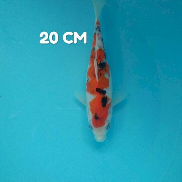 Sanke HQ 20 cm
