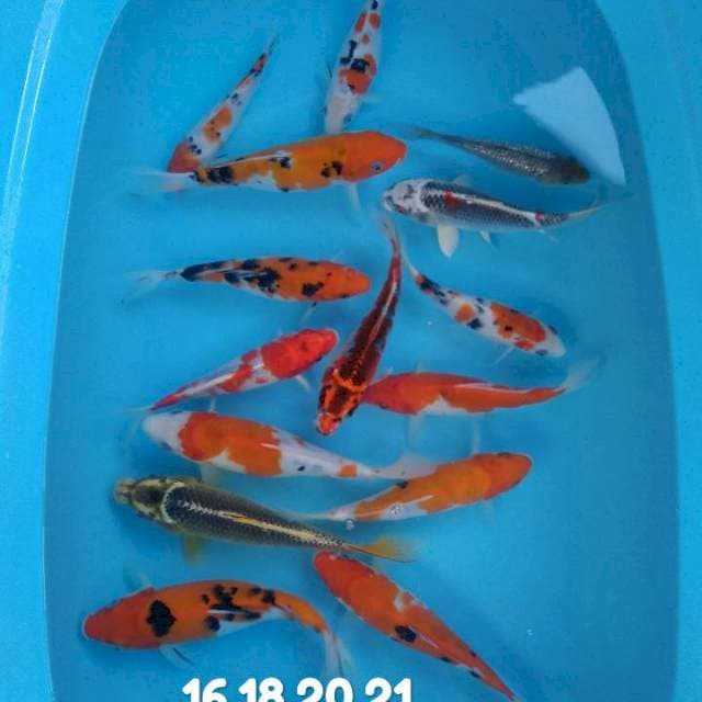 Mix 15 ekor , 16-25 cm