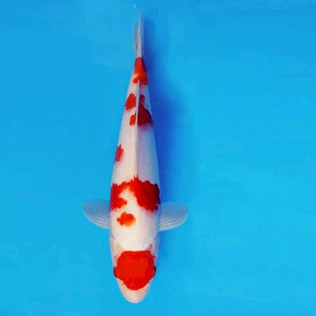 YORI 11 - MARUTEN KOHAKU ®