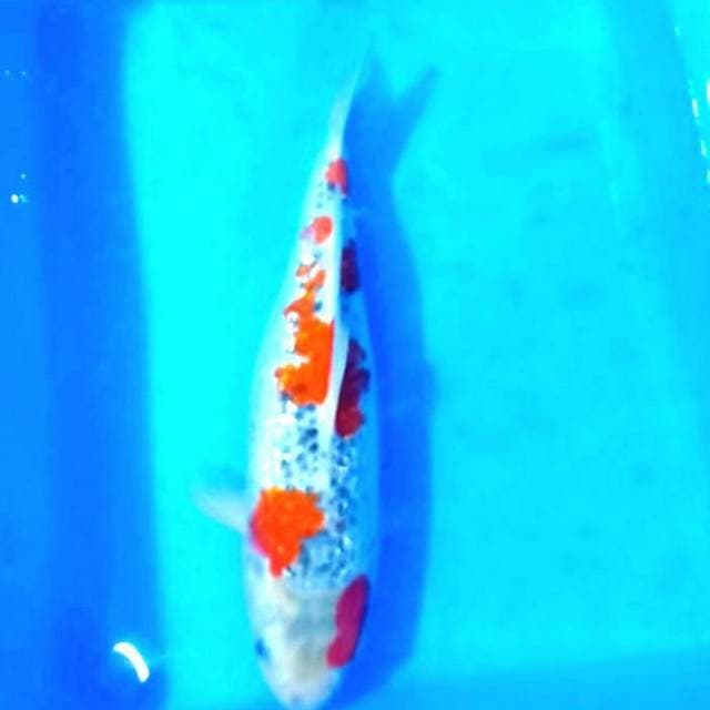 Si indah 4 premium goshiki 35cm