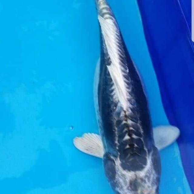 Kabuto 30cm Bulky