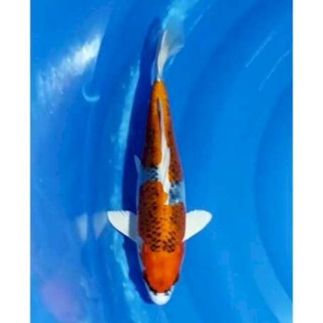 2Step Beni Gingga Full Hikari 30cm (M)