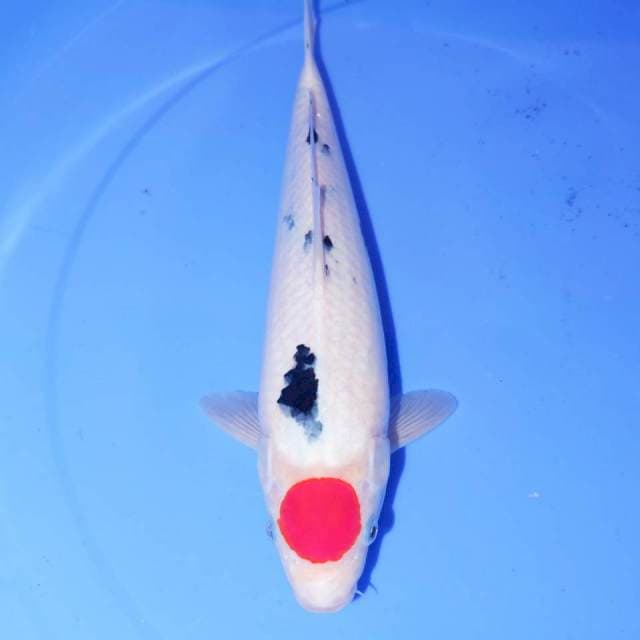 TATEGOI TANCHO SANKE • 32cm