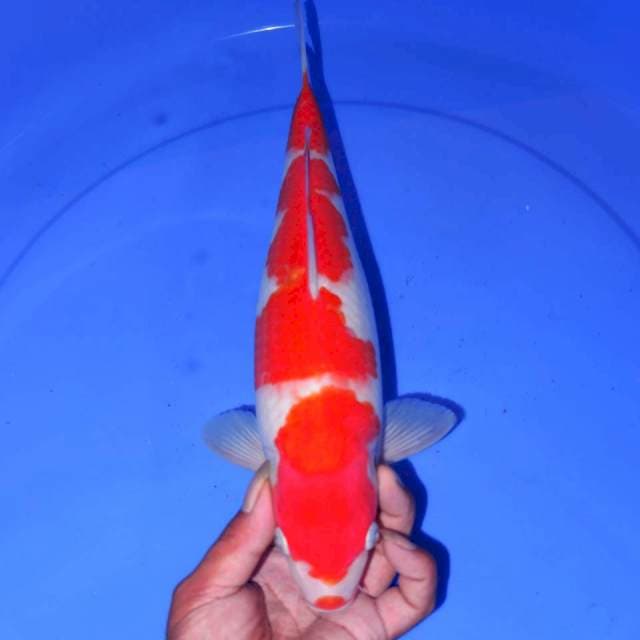 SANDAN KOHAKU ISTIMEWA • 34cm