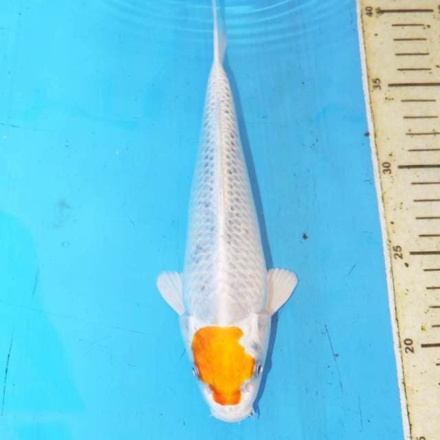 TANCHO KUJAKU • 25cm
