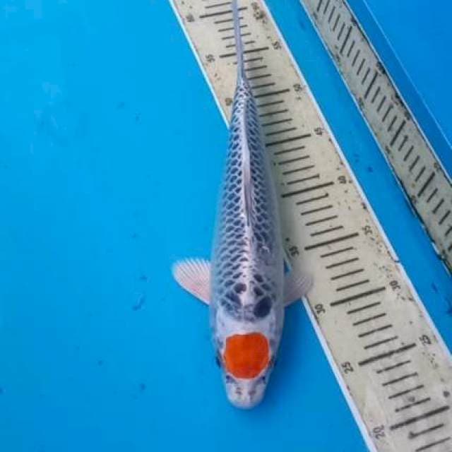 Tancho 33cm Male