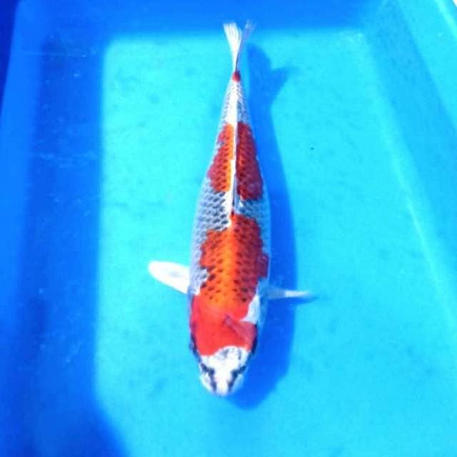 Si indah beni gingga 35cm