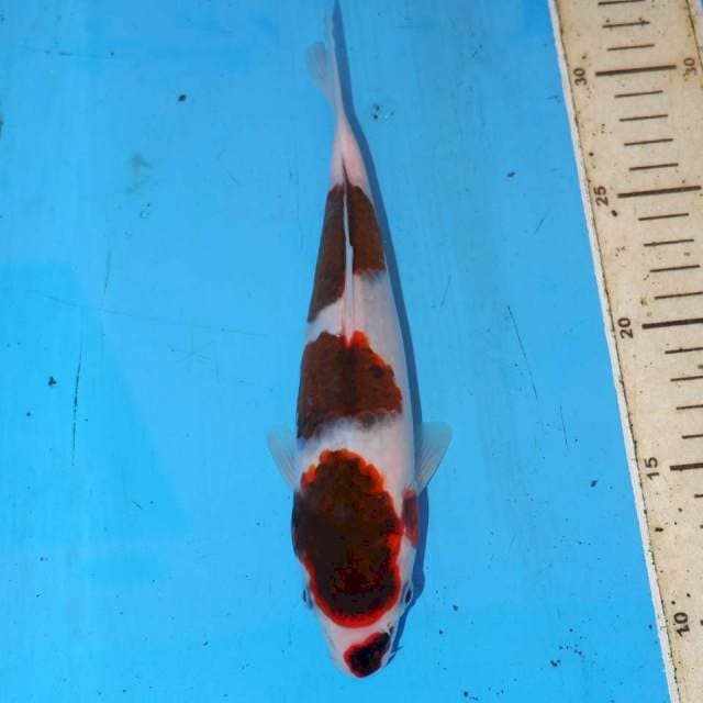 BUDO KOROMO POLA BAGUS • 25cm