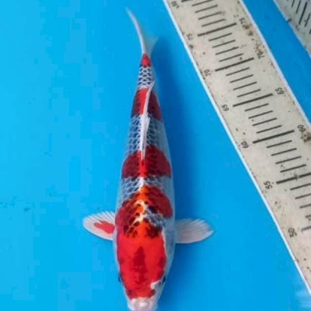 Kujaku 33cm Male