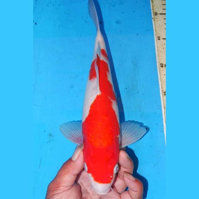 KOHAKU • 31cm