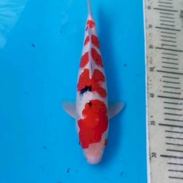 Sanke 32cm Male