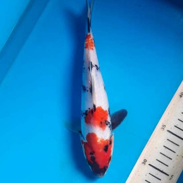 Showa 23cm 