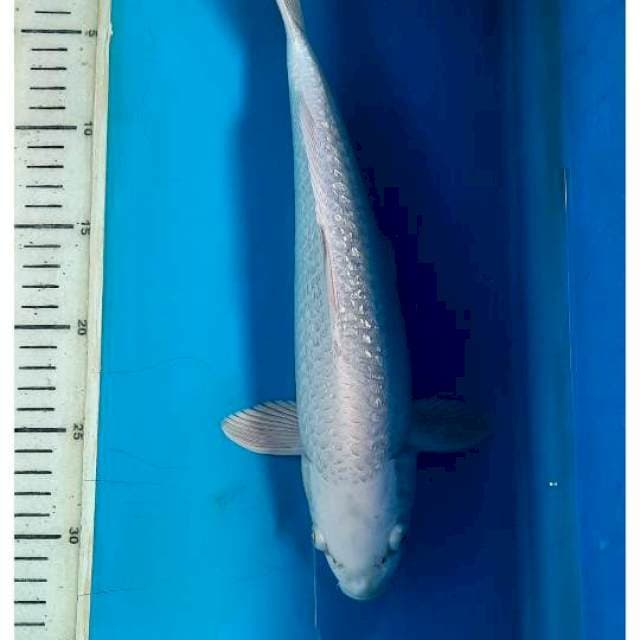 Platinum gindrin 33cm 