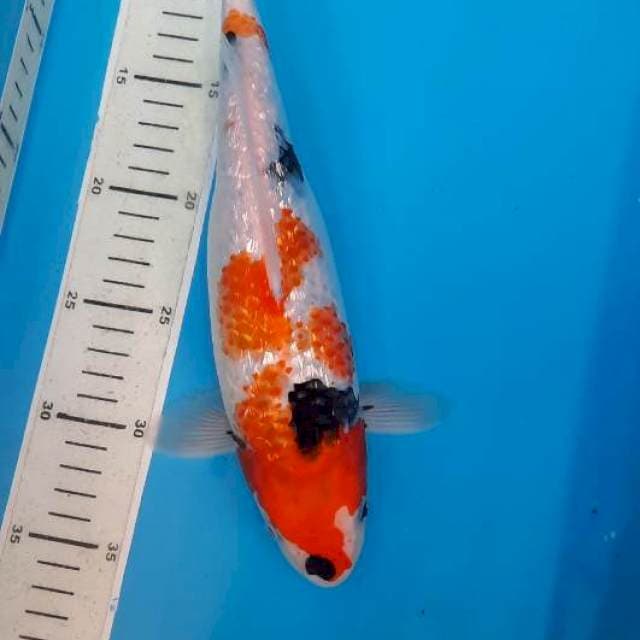 Showa ginrin 30cm 