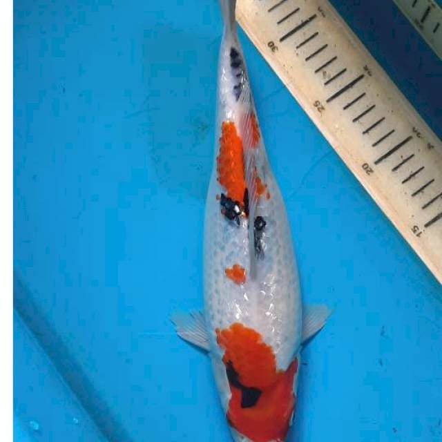 Showa gindrin 30cm