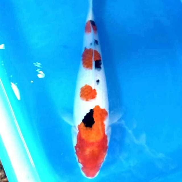 Si indah 4 sakura sanke 4 step 35cm ip