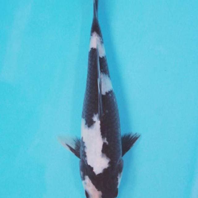 Shiro utsuro SQ