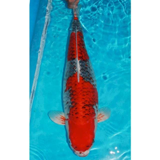 Gosiki female gendong telor line ogata