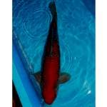 Ochiba shigure SQ jumbo dikolam ga item