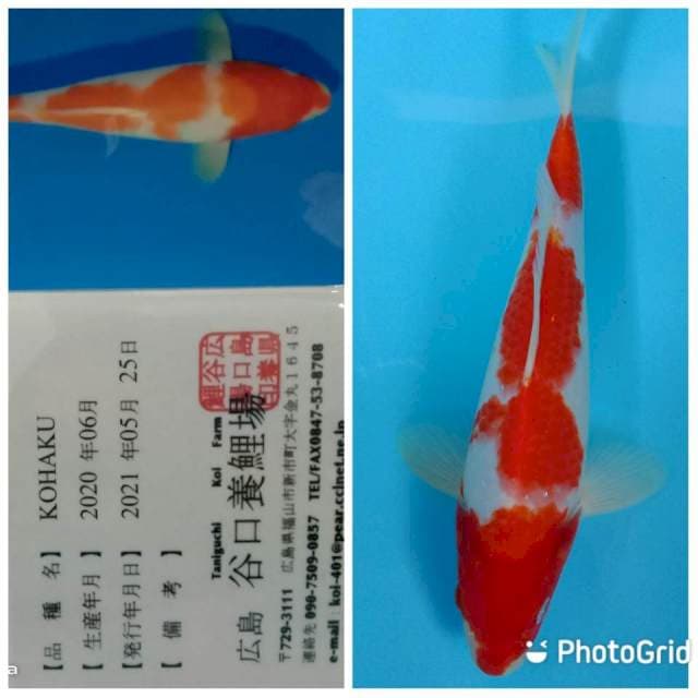 Kohaku tosai taniguchi