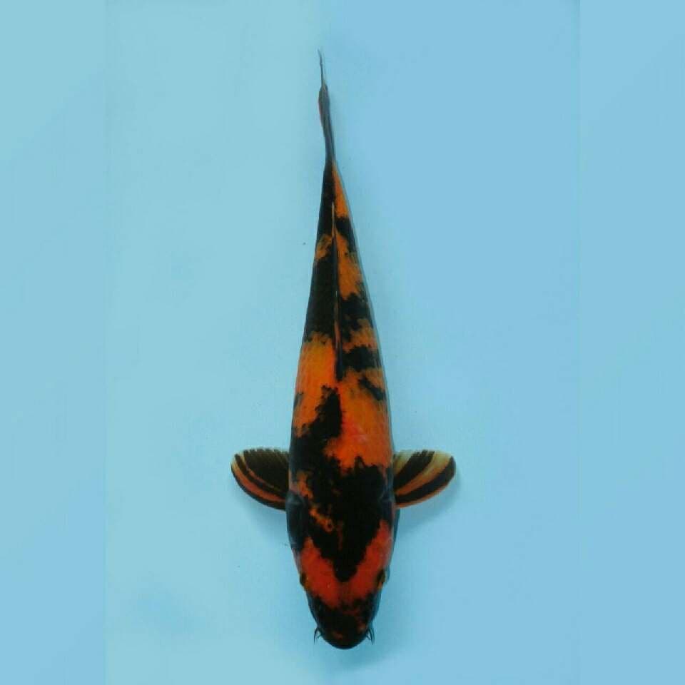 Utsuri 24cm