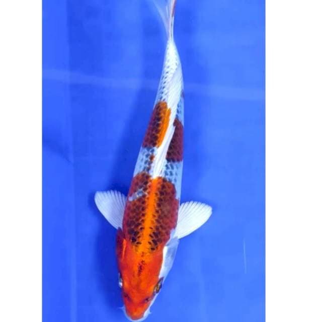 25 cm # kujaku 