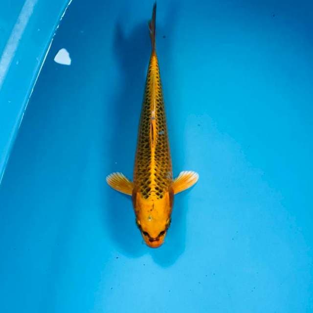 Kin Matsuba, 23 cm