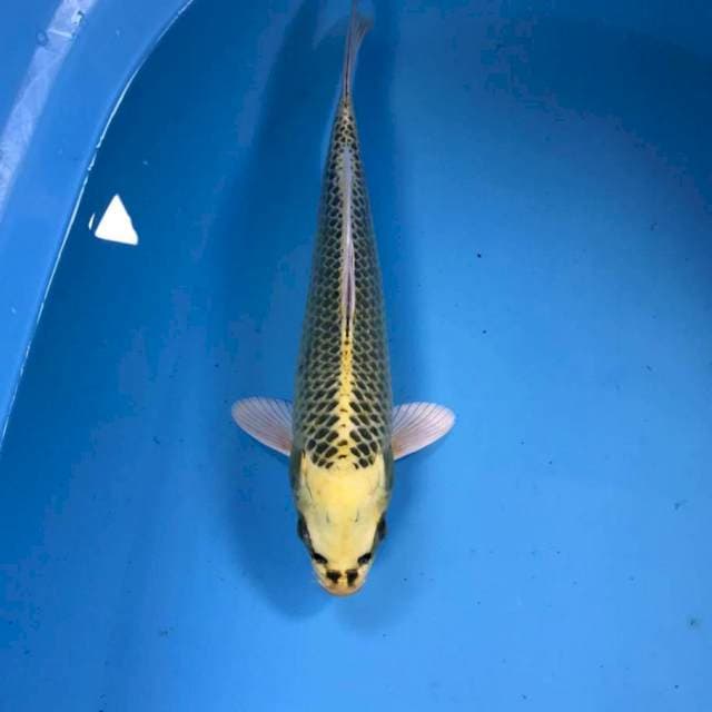 Kin Matsuba, 27 cm