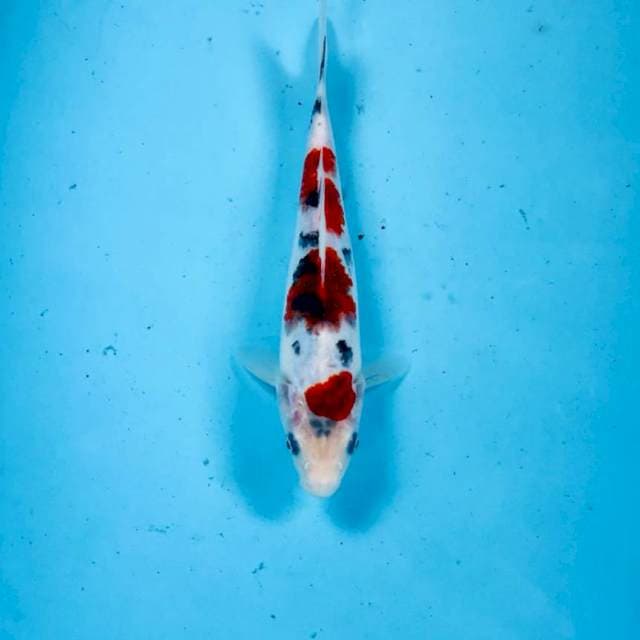 Koromo Sanke, 20 cm